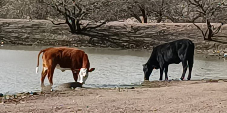 Cierra EU la frontera al ganado mexicano; Acusan rancheros a SuKarne y a otras 5 empresas mexicanas
