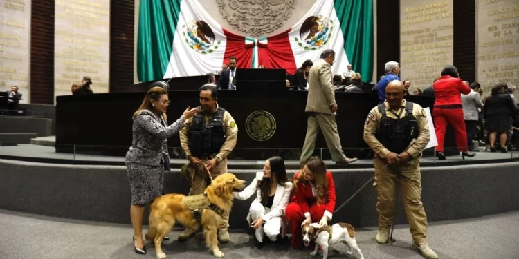Diputados aprueban reformas en materia de protección de animales