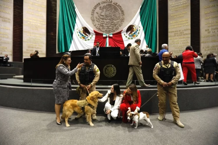 Diputados aprueban reformas en materia de protección de animales