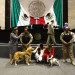 Diputados aprueban reformas en materia de protección de animales