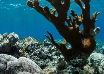 En riesgo de extinción más del 40% de las 892 especies de coral
