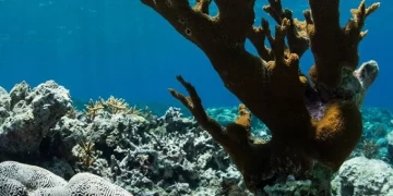 En riesgo de extinción más del 40% de las 892 especies de coral
