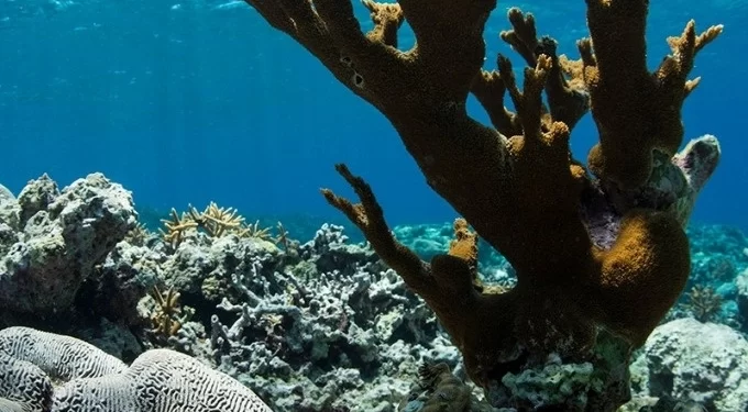 En riesgo de extinción más del 40% de las 892 especies de coral