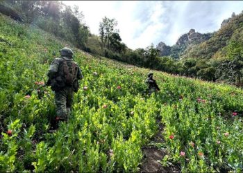 El Gabinete de Seguridad del Gobierno de México informa acciones relevantes en Sonora (Cajeme, SLRC, Plutarco Elías Calles) y otros estados.