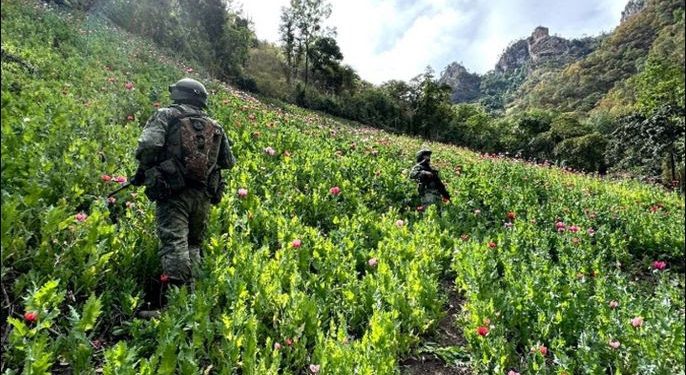 El Gabinete de Seguridad del Gobierno de México informa acciones relevantes en Sonora (Cajeme, SLRC, Plutarco Elías Calles) y otros estados.