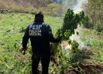 Grupos especializados de la SSP del Gobierno de Sonora localizan y destruyen plantíos de marihuana en Álamos