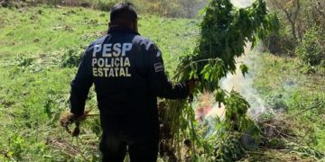 Grupos especializados de la SSP del Gobierno de Sonora localizan y destruyen plantíos de marihuana en Álamos