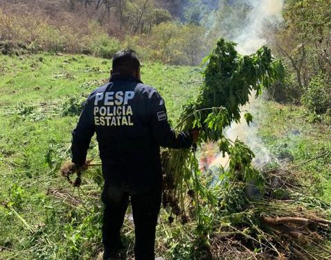 Grupos especializados de la SSP del Gobierno de Sonora localizan y destruyen plantíos de marihuana en Álamos