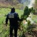Grupos especializados de la SSP del Gobierno de Sonora localizan y destruyen plantíos de marihuana en Álamos