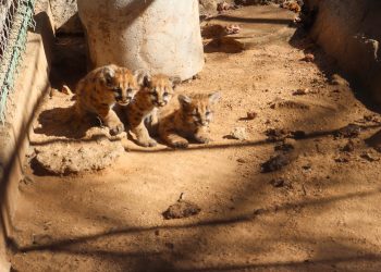 Invitan a conocer a nuevos habitantes del Centro Ecológico