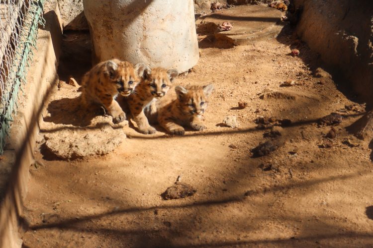 Invitan a conocer a nuevos habitantes del Centro Ecológico