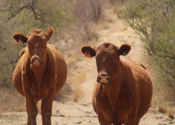El representante de SADER en Sonora, declara que el estado se mantendrá firme contra el gusano barrenador.