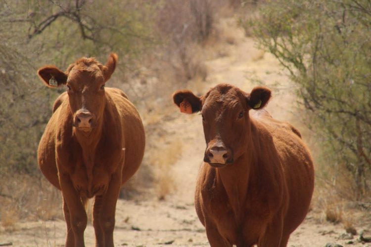 El representante de SADER en Sonora, declara que el estado se mantendrá firme contra el gusano barrenador.