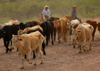 EEUU mantiene restricción al ganado mexicano; invertirá en planta para combatir al gusano barrenador en Chiapas