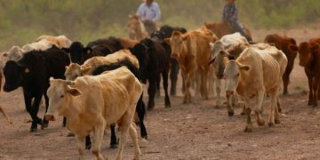 EEUU mantiene restricción al ganado mexicano; invertirá en planta para combatir al gusano barrenador en Chiapas