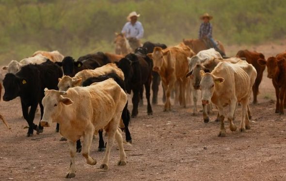 EEUU mantiene restricción al ganado mexicano; invertirá en planta para combatir al gusano barrenador en Chiapas