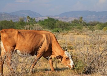 Ganaderos de Navojoa piden ayuda a los agricultores