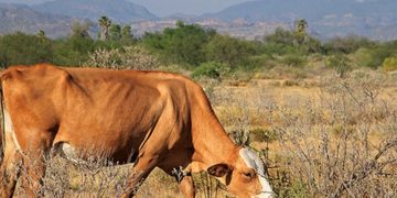 Ganaderos de Navojoa piden ayuda a los agricultores