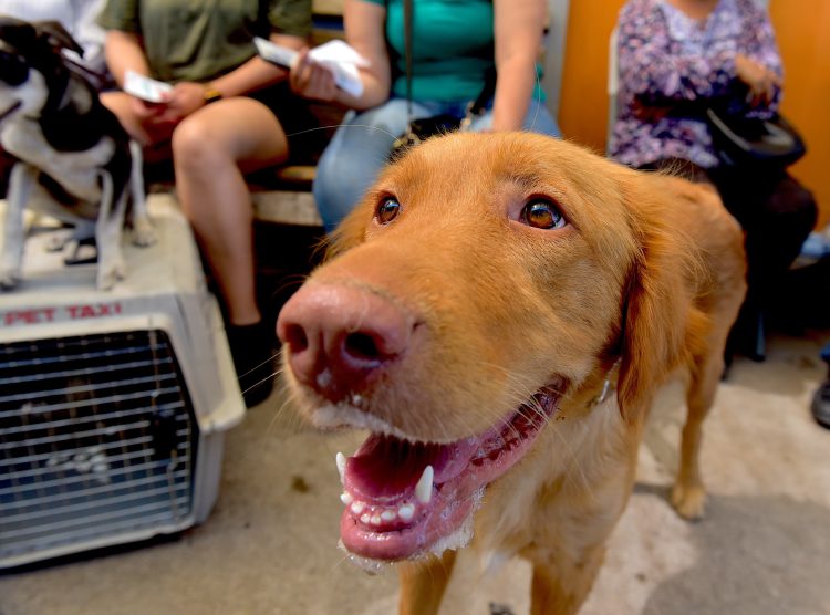 Llevará IMPBA esterilizaciones gratuitas a la San Bosco, Café Combate y Mediterráneo