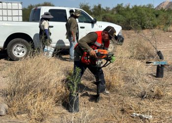 Inicia Gobierno de Sonora trabajos de reforestación en el polígono “La Oreja” del Bosque Urbano La Sauceda