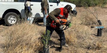 Inicia Gobierno de Sonora trabajos de reforestación en el polígono “La Oreja” del Bosque Urbano La Sauceda