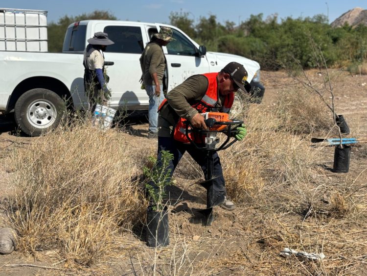 Inicia Gobierno de Sonora trabajos de reforestación en el polígono “La Oreja” del Bosque Urbano La Sauceda