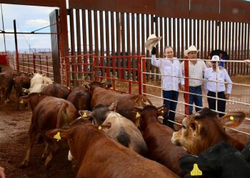 Gobernador Durazo reanuda exportación de ganado a Estados Unidos; Sonora es el primer estado en México