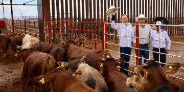 Gobernador Durazo reanuda exportación de ganado a Estados Unidos; Sonora es el primer estado en México