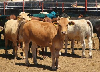 EEUU vuelve a cerrar la frontera para el ganado de México, ¿Qué pasó?