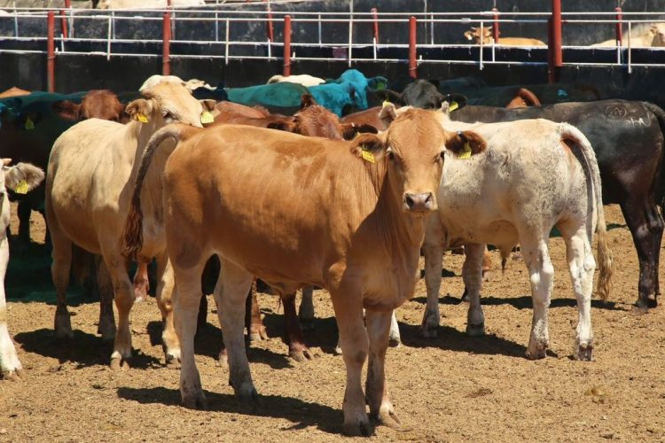 EEUU vuelve a cerrar la frontera para el ganado de México, ¿Qué pasó?