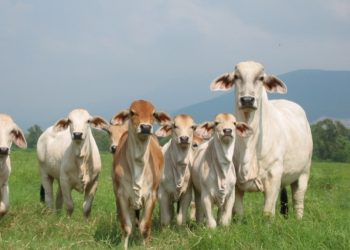 México y EUA acuerdan plan binacional contra el gusano barrenador del ganado