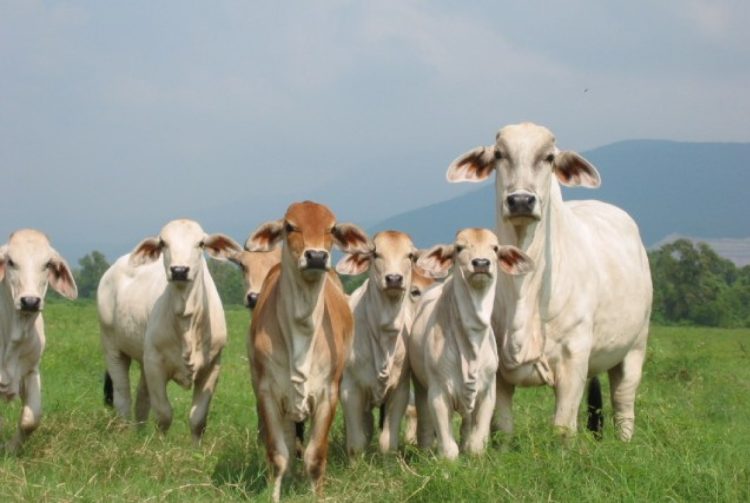 México y EUA acuerdan plan binacional contra el gusano barrenador del ganado