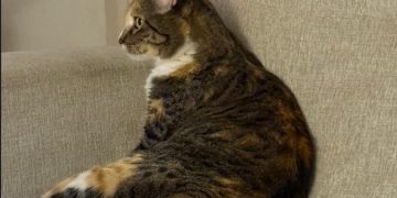 El Día Internacional del Gato se celebra el 8 de agosto de cada año