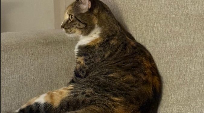 El Día Internacional del Gato se celebra el 8 de agosto de cada año
