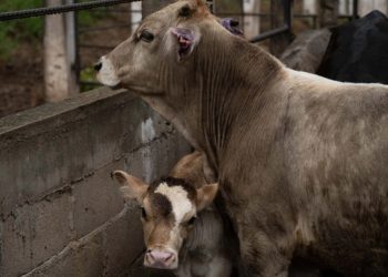 Sin fecha, la reapertura de la frontera a exportaciones de Ganado de Sonora y todo Mexico