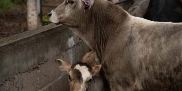 Sin fecha, la reapertura de la frontera a exportaciones de Ganado de Sonora y todo Mexico