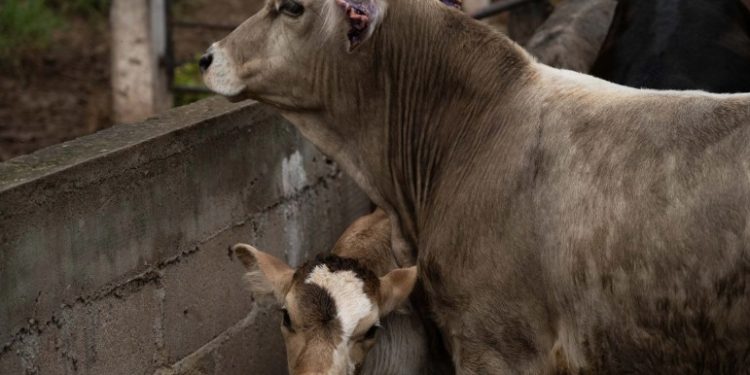 Sin fecha, la reapertura de la frontera a exportaciones de Ganado de Sonora y todo Mexico