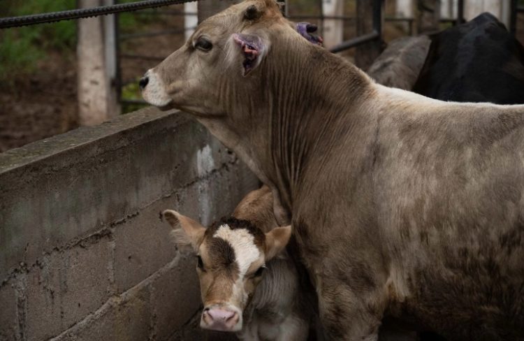 Sin fecha, la reapertura de la frontera a exportaciones de Ganado de Sonora y todo Mexico