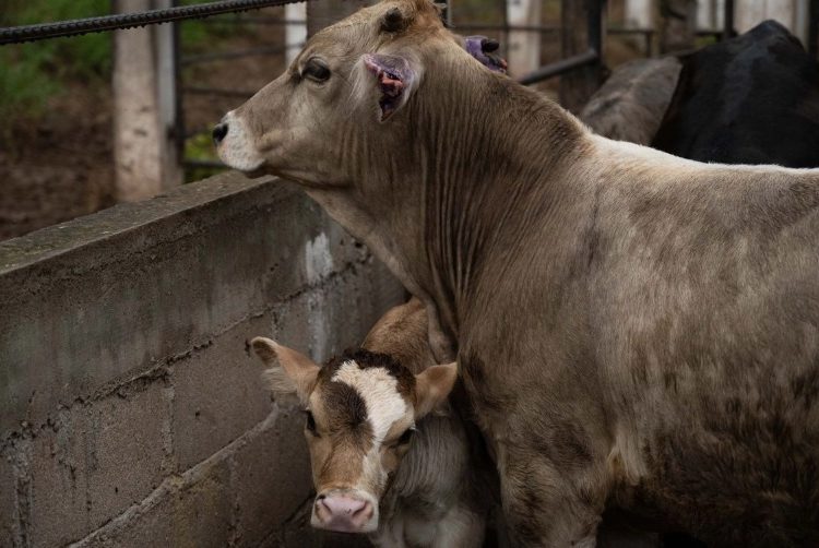 Sin fecha, la reapertura de la frontera a exportaciones de Ganado de Sonora y todo Mexico