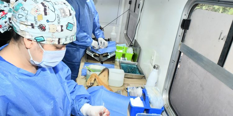Reconoce Instituto Municipal de Protección y Bienestar Animal a rescatistas por sumarse a jornadas de esterilizaciones