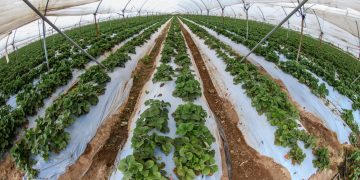 Invierte Conagua casi 7 mil 900 mdp en apoyos al campo y uso eficiente del agua