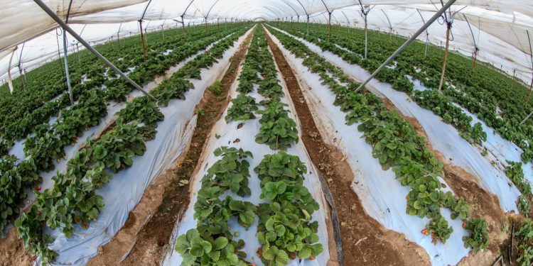 Invierte Conagua casi 7 mil 900 mdp en apoyos al campo y uso eficiente del agua