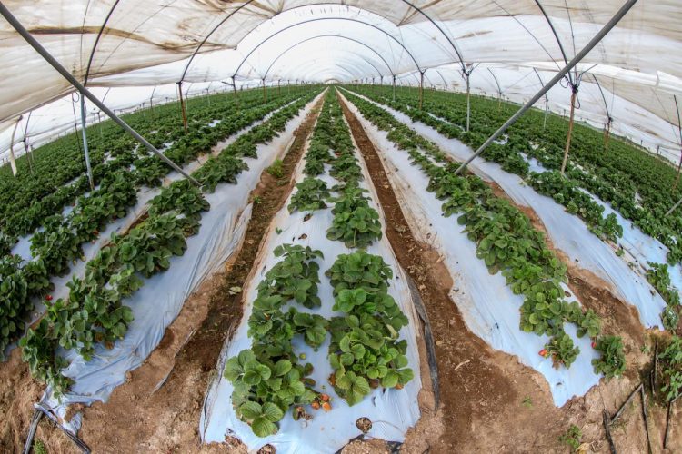 Invierte Conagua casi 7 mil 900 mdp en apoyos al campo y uso eficiente del agua