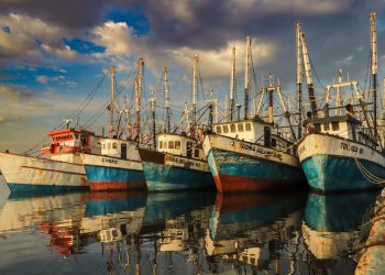 Renovarán tarjetas del Programa Bienpesca a más de 12 mil productores pesqueros y acuícolas en Sonora