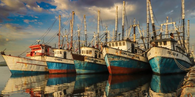 Renovarán tarjetas del Programa Bienpesca a más de 12 mil productores pesqueros y acuícolas en Sonora