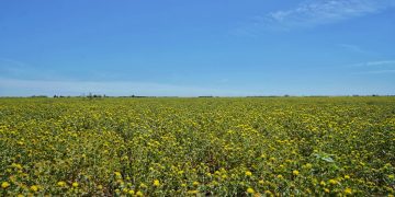 Gobierno de Sonora impulsa reconversión productiva con siembra histórica de cártamo