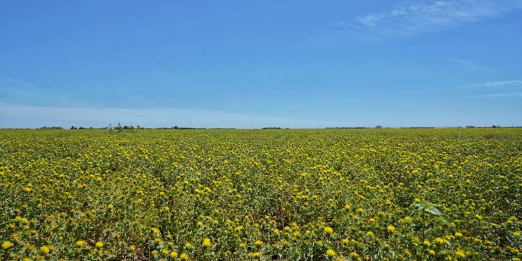 Gobierno de Sonora impulsa reconversión productiva con siembra histórica de cártamo