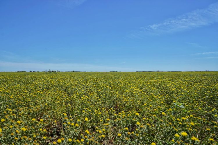 Gobierno de Sonora impulsa reconversión productiva con siembra histórica de cártamo