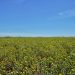 Gobierno de Sonora impulsa reconversión productiva con siembra histórica de cártamo