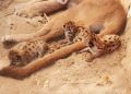 En Sonora se impulsa la conservación y bienestar animal con nacimiento de nuevas crías en el Centro Ecológico